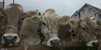 Rund 400 Tiere an der Viehschau in Unterterzen